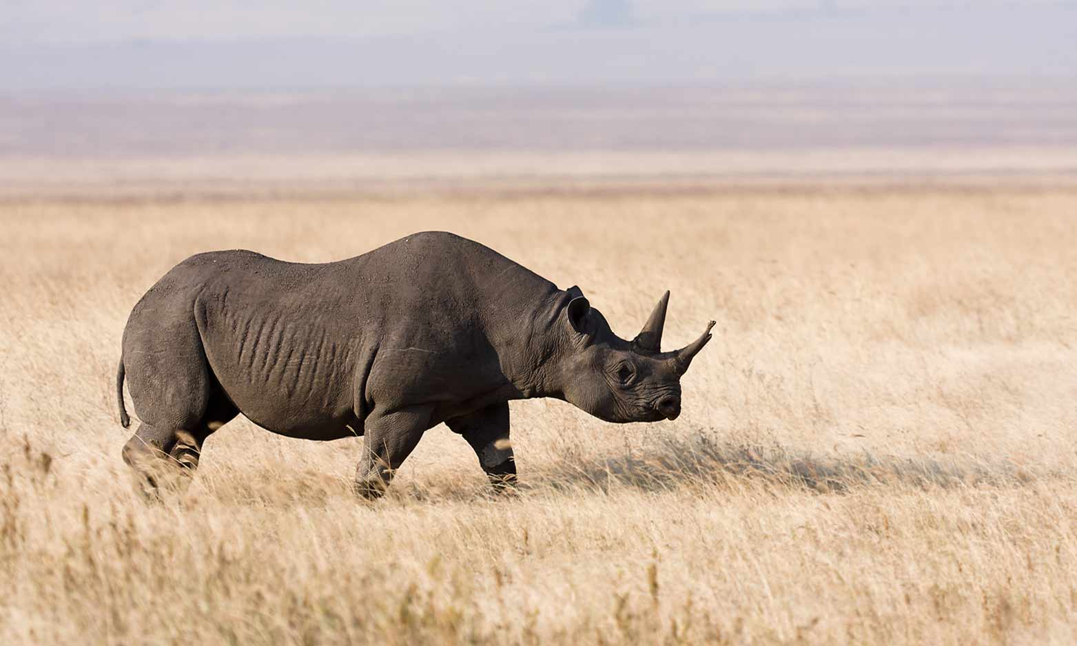 rhino